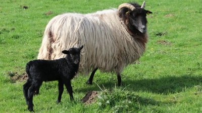 Immer zusammen: Lamm und Muttertier. (Foto: gi)