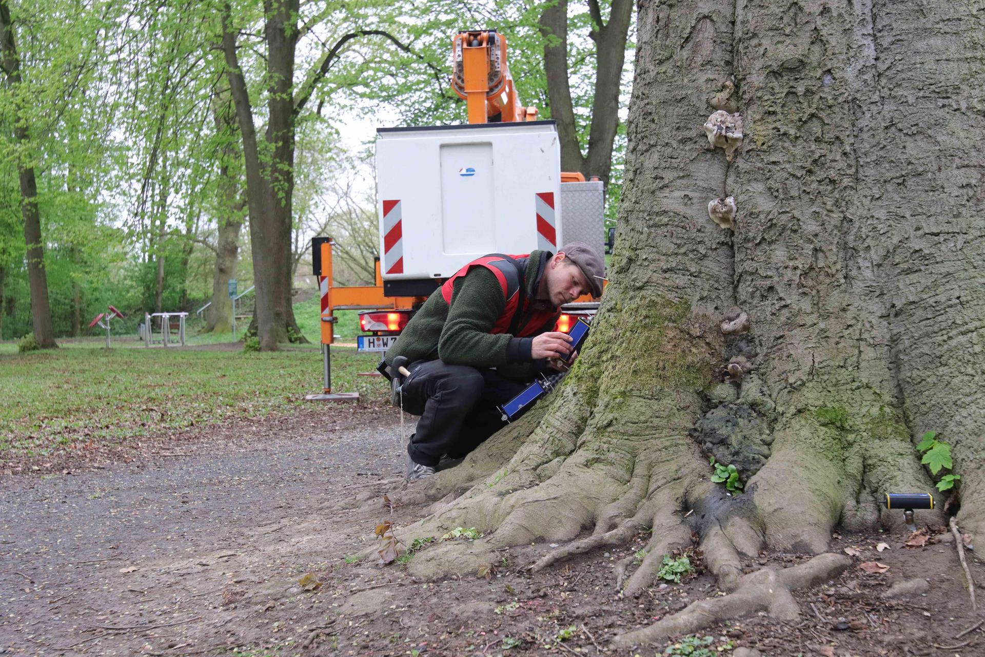 Beim Anbringen der Sensoren: Fachagrarwirt für Baumpflege &amp; Baumsanierung Roman-Siegfried Rathai. (Foto: tau)
