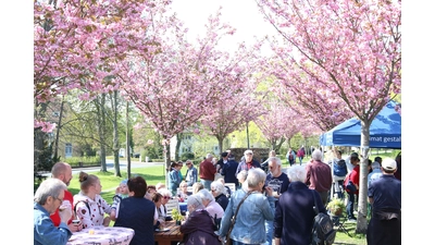 Erstmals seit 2019 laden Verkehrs- und Gartenbauverein wieder zum Kirschblütenfest. Am heutigen Sonnabend wird unterm Blütendach der gesellige Austausch gepflegt. (Foto: Borchers, Bastian)