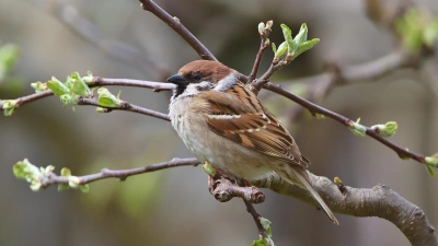 Auf dem Rückzug und keiner weiß, warum: Der Feldsperling. (Foto: pixabay)