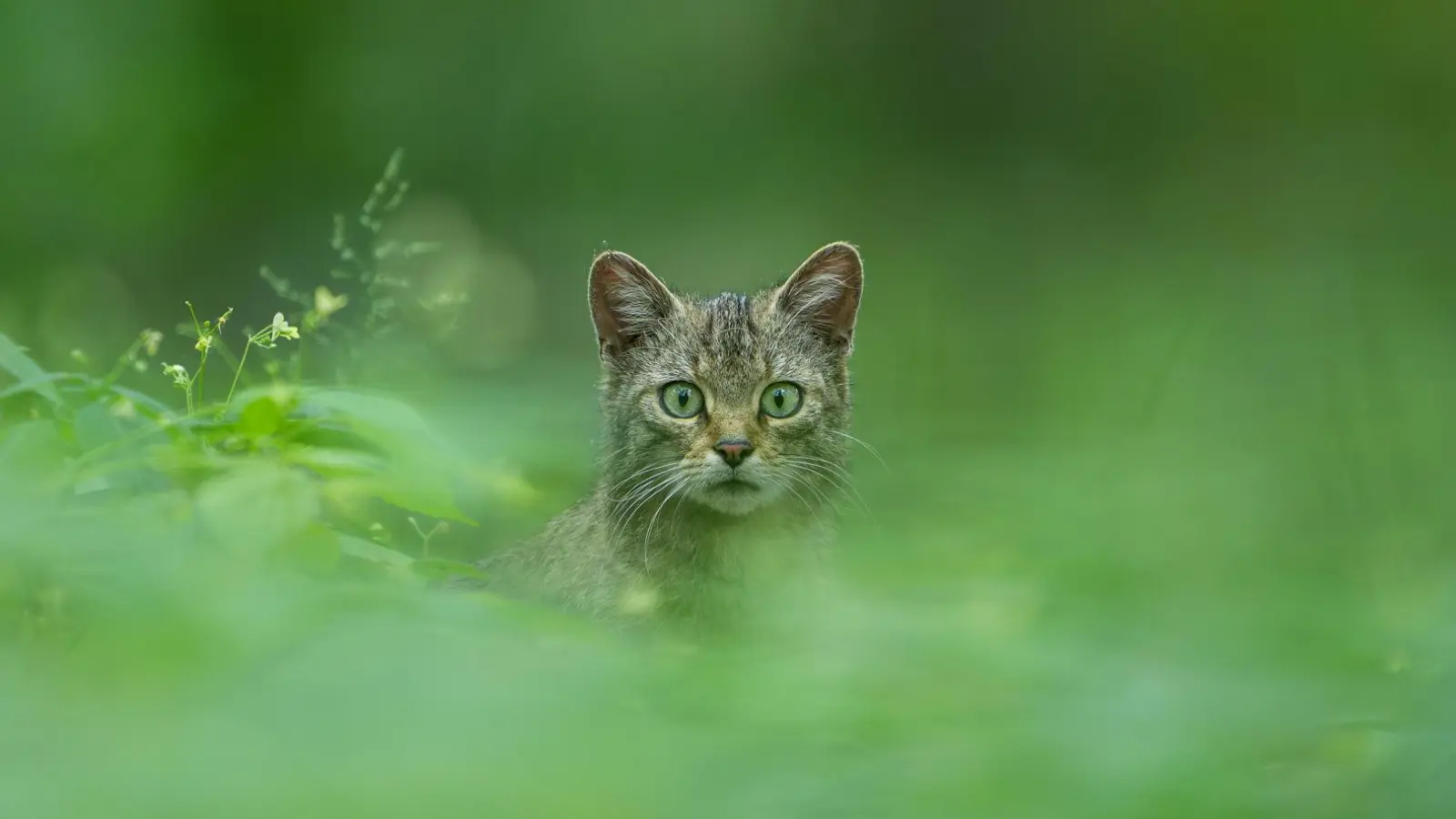 Fotograf Aiko Sukdolak braucht manchmal Tage, bis er das perfekte Wildtierfoto im Kasten hat.  (Foto: Aiko Sukdolak)