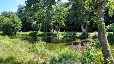 Sorgen für Schatten: Bäume und Gehölze im Uferbereich. (Foto: wb)