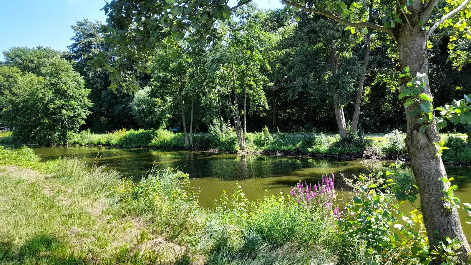 Sorgen für Schatten: Bäume und Gehölze im Uferbereich. (Foto: wb)
