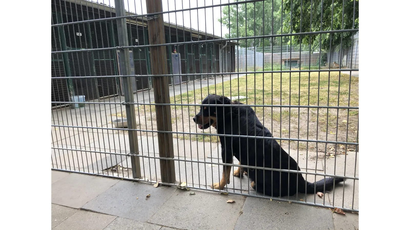 Rocky, der achtjährige Rottweiler-Rüde ist seit vielen Jahren im Tierheim Stadthagen. Gerade für solche Rassen ist eine Vermittlung sehr schwierig. (Foto: cm)