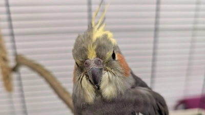 Ist wohlauf: Der Nymphensittich. (Foto: privat)