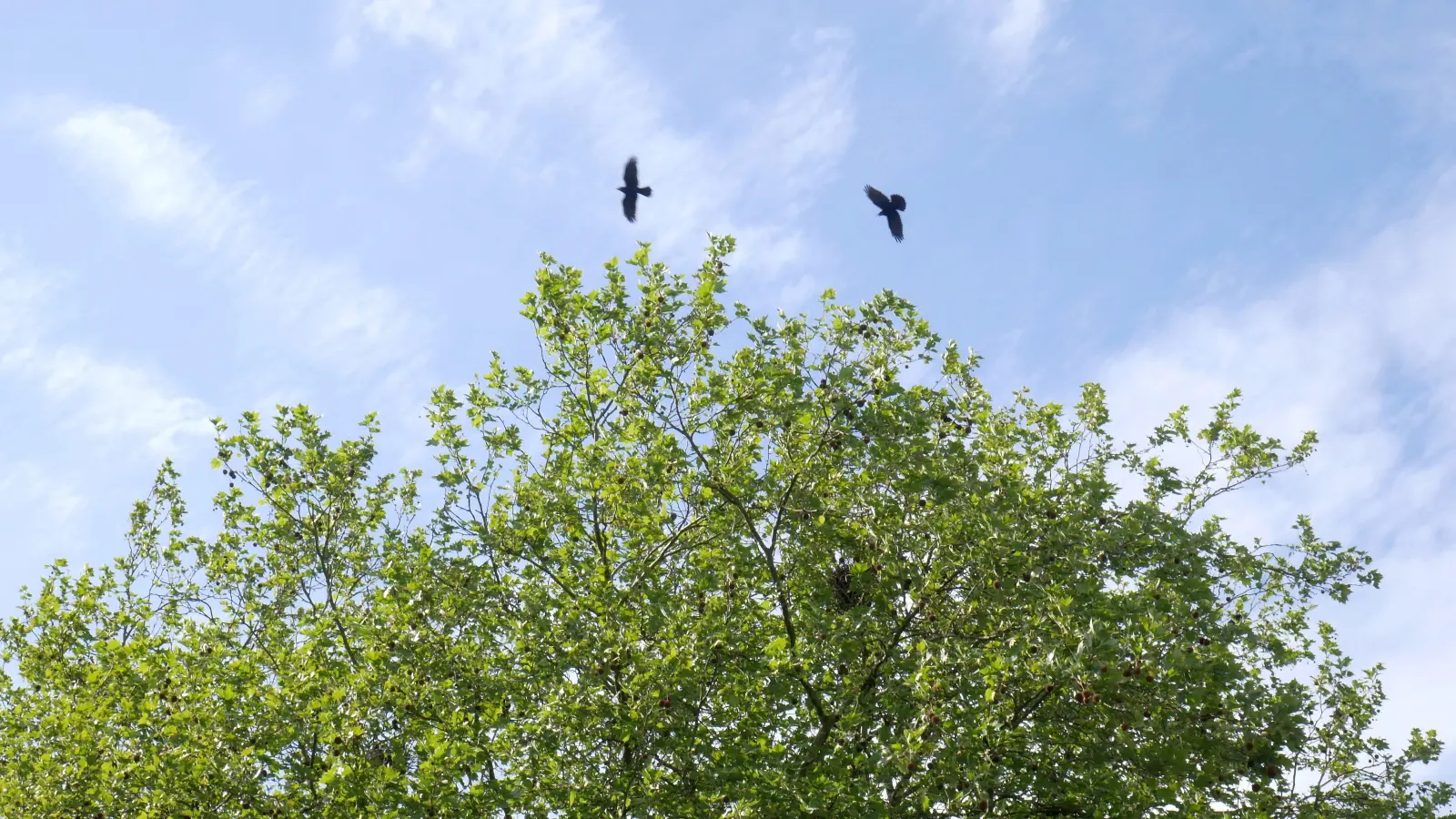 Saatkrähen breiten sich in der Kernstadt aus. (Foto: gk)