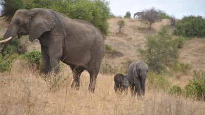 Eindrücke im Bild festgehalten: Elefanten in Tansania. (Foto: privat)