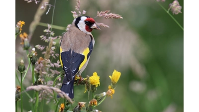 Möglicherweise können die Teilnehmer der Nabu-Aktion den Stieglitz entdecken.  (Foto: Nabu, Frank Derer)
