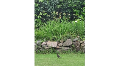 Nur wenige Meter vor der Einflugschneise zum Nest auf der Futtersuche in unserem Garten. (Foto: ab)