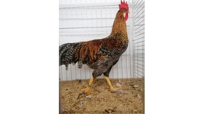 Schau 2023. (Foto: nd)