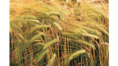 Auch Schaumburger Landwirte liefern wichtigen Rohstoff für die Bierproduktion. (Foto: privat)