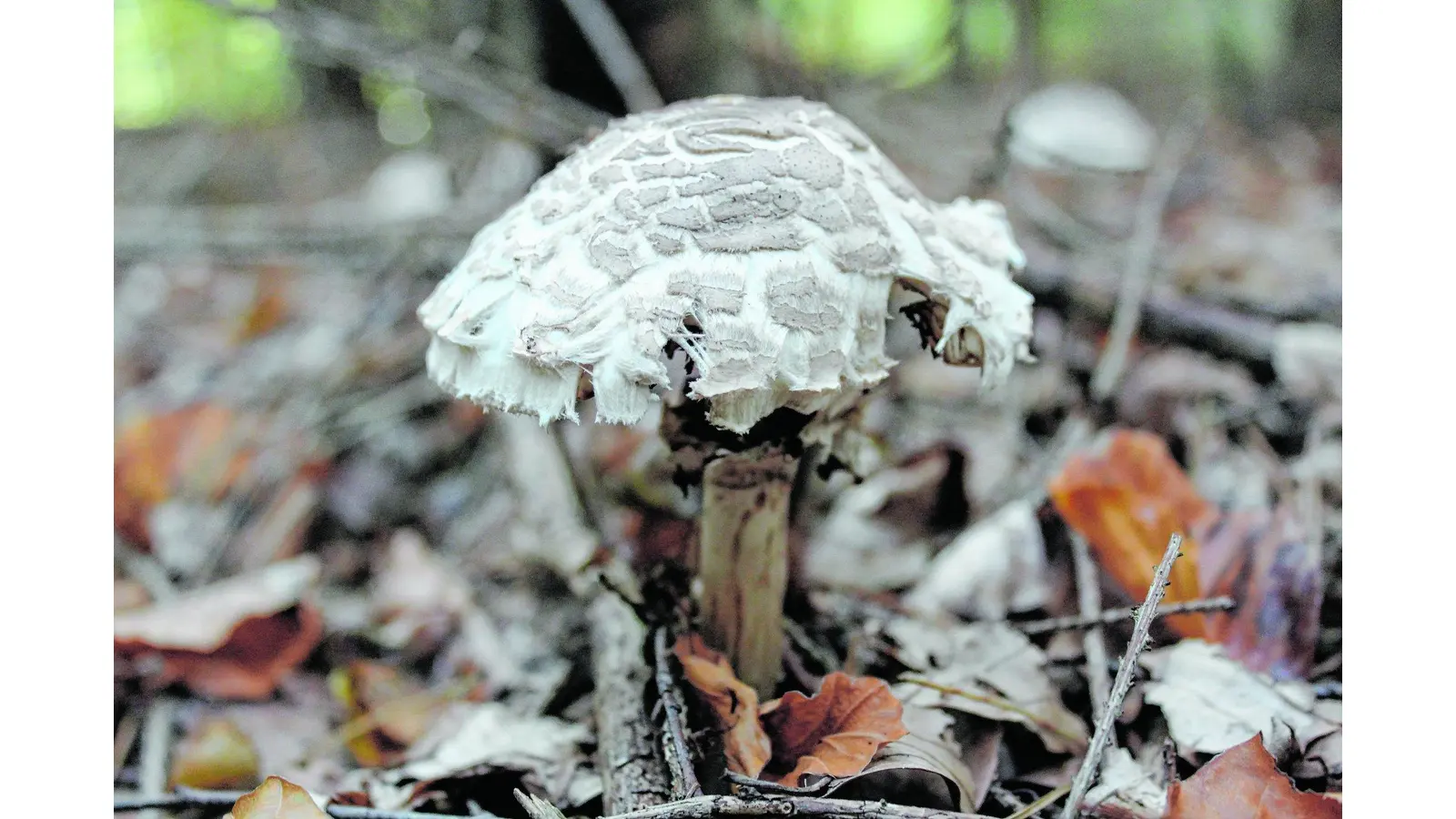 Pilze bestimmen lernen (Foto: jan)