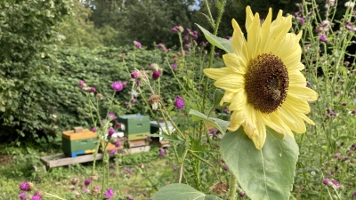 Mehr als eine Wiese: Die Blühweide am Lehrbienenstand des Imkervereins. (Archivbild: tau)