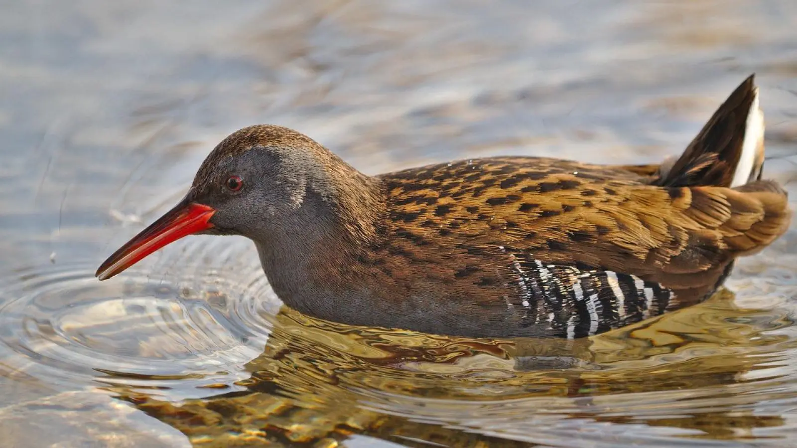 Kann man am Steinhuder Meer beobachten: Wasserralle. (Foto: pixabay)