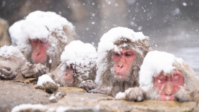 Schneeaffen: Ein Bild des Fotografen Aiko Sukdolak. (Foto: Aiko Sukdolak)