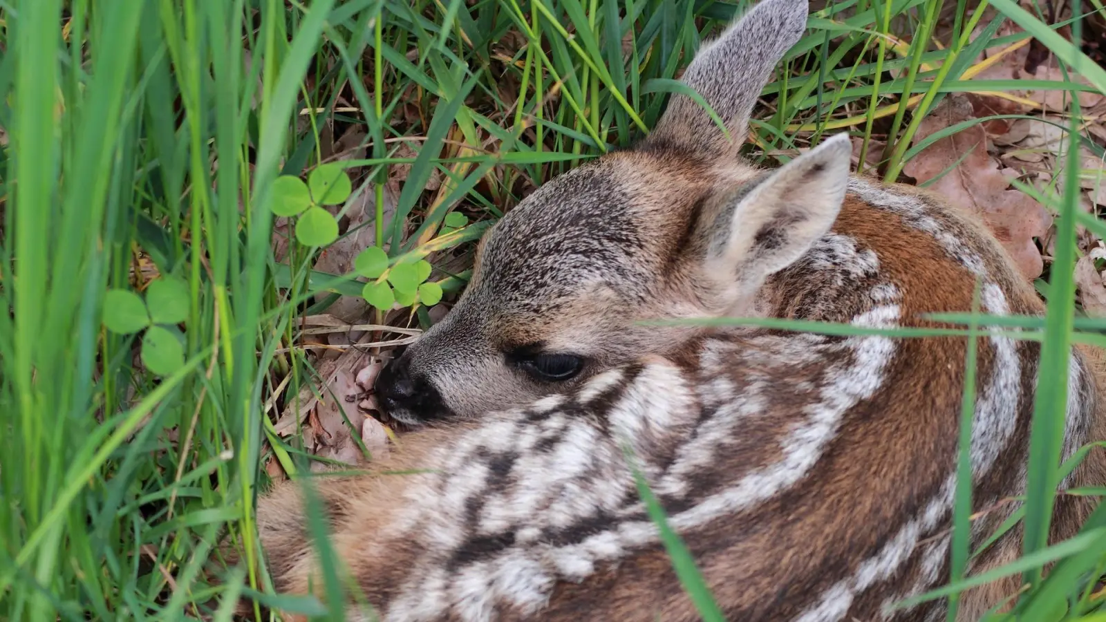 Werden zum Schutz vor natürlichen Fressfeinden tagsüber häufig von den Elterntieren allein gelassen: Rehkitze im Gras.  (Foto: privat)