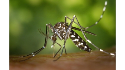 Tigermücken sind nun schon in der Region Hannover gesichtet worden. (Foto: Pixabay/WikiImages)