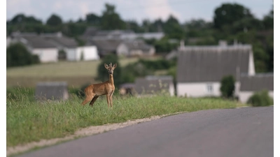 Achtung Wildwechsel wegen Zeitumstellung. (Foto: Adobe stock)