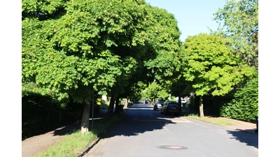 Anwohner setzen sich für den Erhalt der Bäume in der Staatsrat-Lorenz-Straße ein.  (Foto: bb)