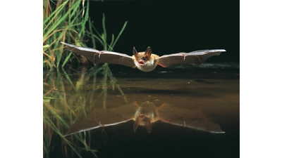 Bechsteinfledermaus. (Foto: NABU Dietmar Nill)