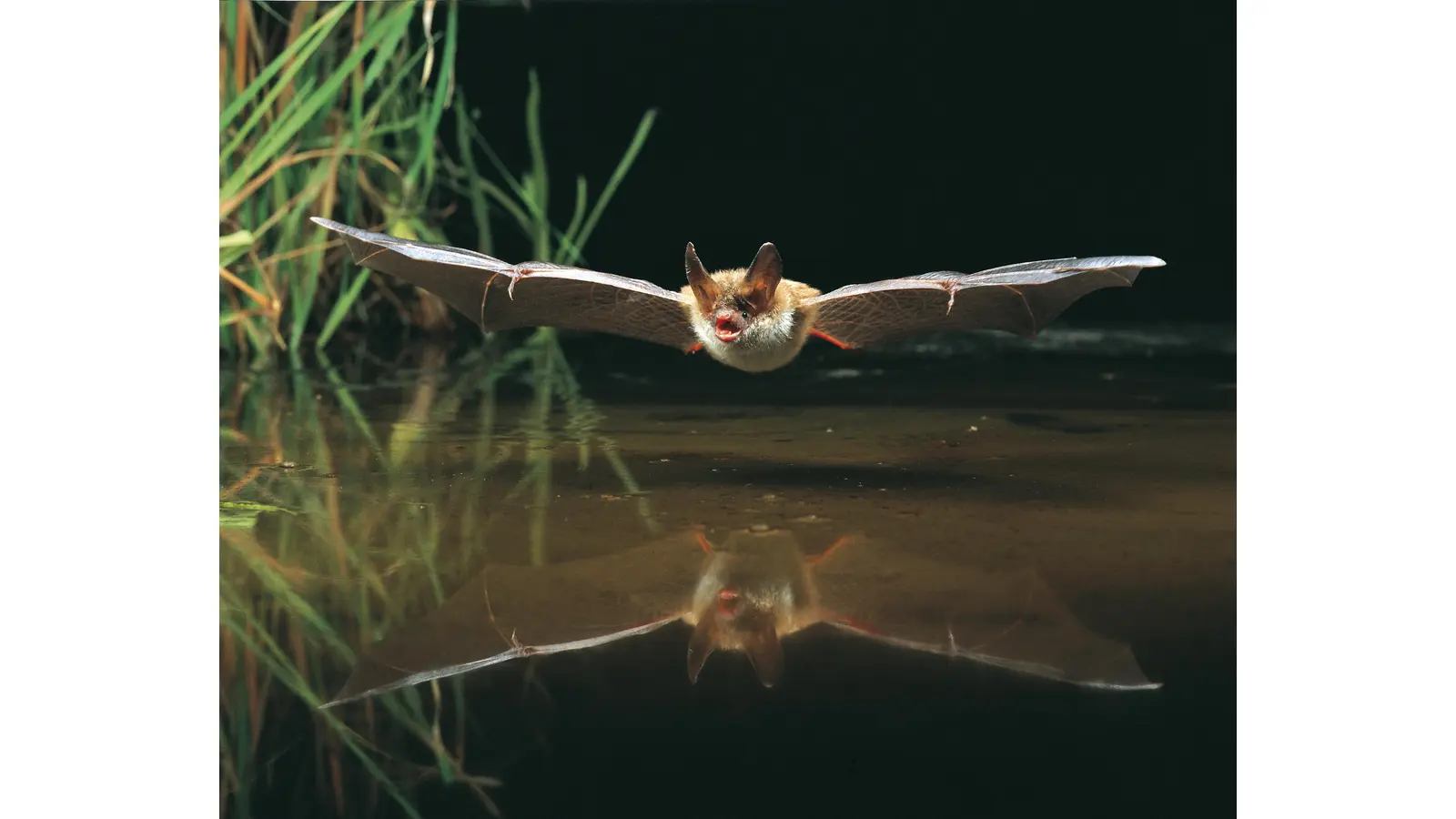 Bechsteinfledermaus. (Foto: NABU Dietmar Nill)