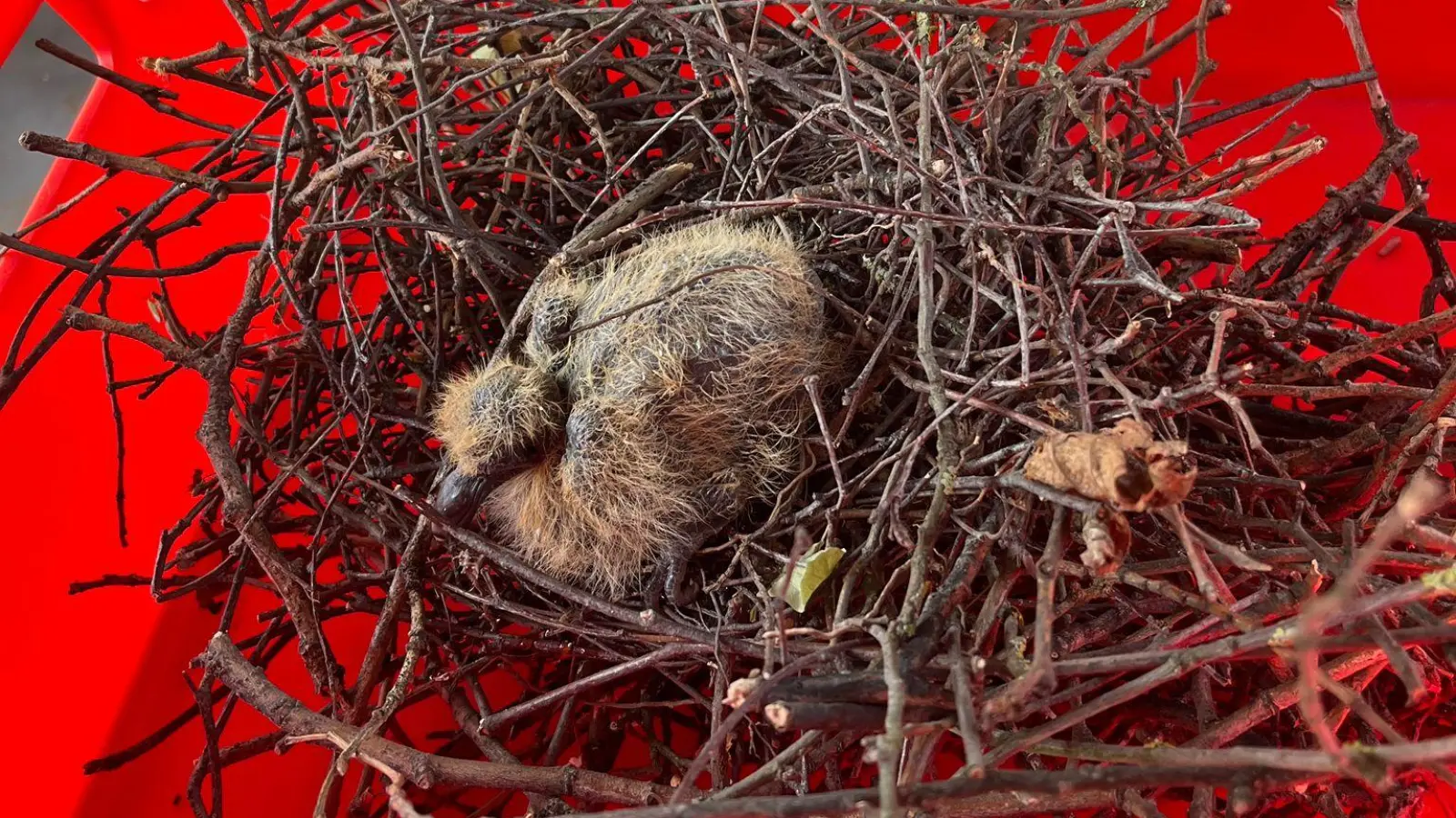 Samt Nest: Ein Jungvogel.  (Foto: Feuerwehr)