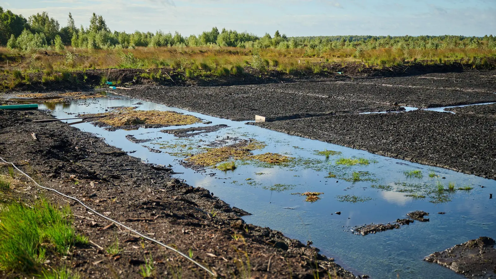 Bei dem Projekt werden verschiedene, für die Region typische Bulttorfmoose unter freiem Himmel auf Anzuchttischen vermehrt und auf Wiedervernässungsflächen im Toten Moor verteilt. (Foto: Hauke Müller)