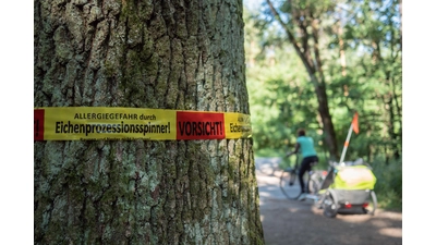Eichenprozessionsspinner: Offizielle Absperrung einer Eiche mit Warnhinweis: Vorsicht. Allergiegefahr durch Eichenprozessionsspinner! (Foto: Adobe Stock)