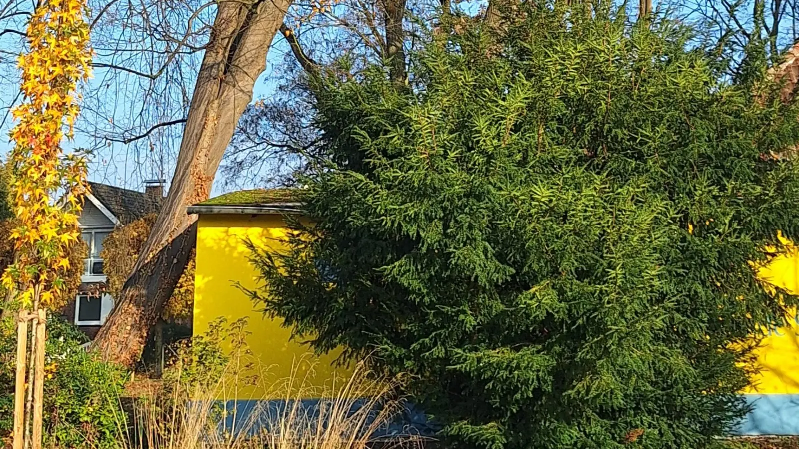 In Schieflage: Ein Hainbuche neben der Schmetterlingsfarm im Kurpark muss gefällt werden. (Foto: Stadt Wunstorf)