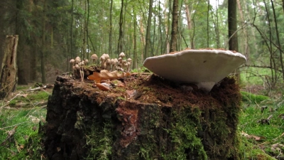 Im Wald: Helmlinge und abgeflachter Lackporling. (Foto: privat)