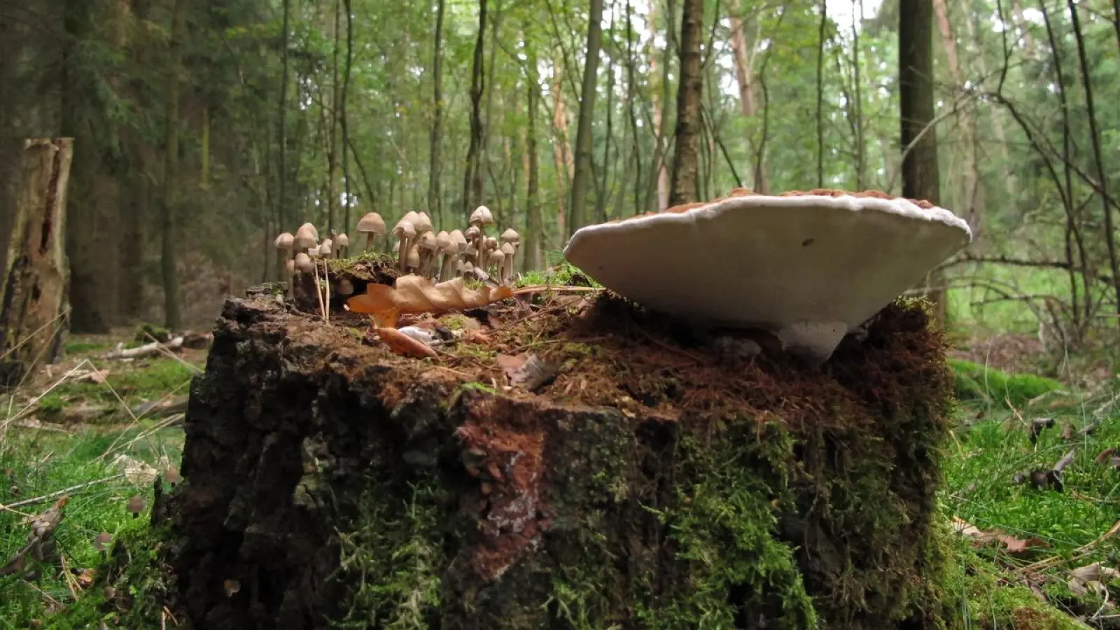 Im Wald: Helmlinge und abgeflachter Lackporling. (Foto: privat)