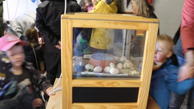 Besonders Kinder staunten über die aus den Eiern geschlüpften Küken.  (Foto: gi)