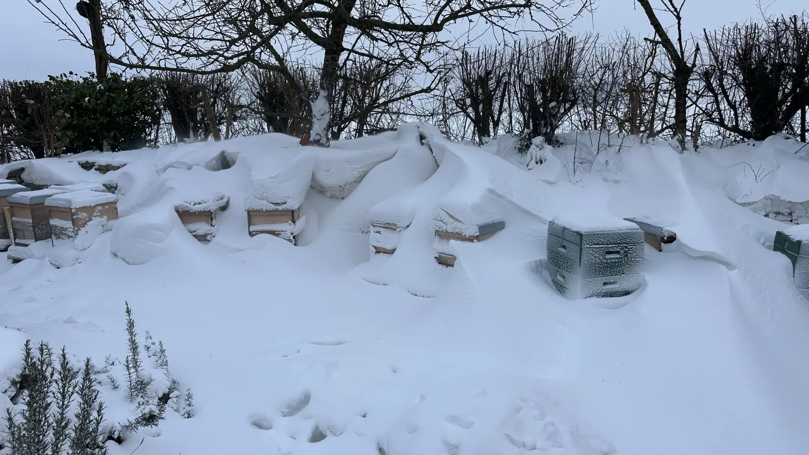 Schneeverwehungen im Garten: Beeindruckende Winterlandschaft rund um Bienenstöcke. (Foto: privat)