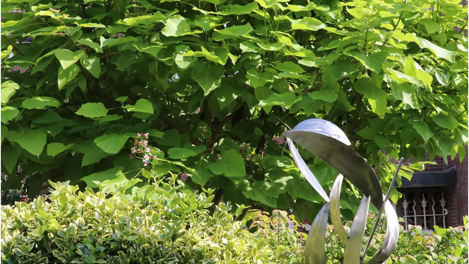 Bei Hermann Kittel im Garten steht ein Blauglockenbaum. (Foto: gi)