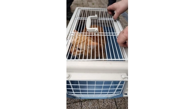 Eine vermisste Katze konnte die Feuerwehr retten. (Foto: privat)