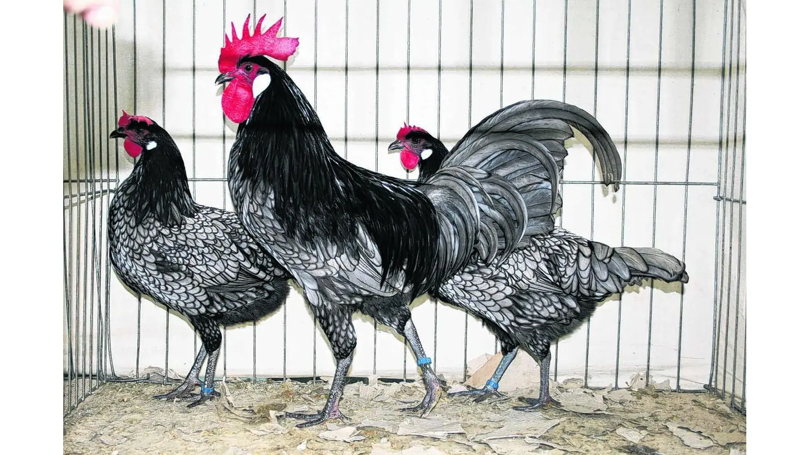 Rassige Vögel (Foto: mk)
