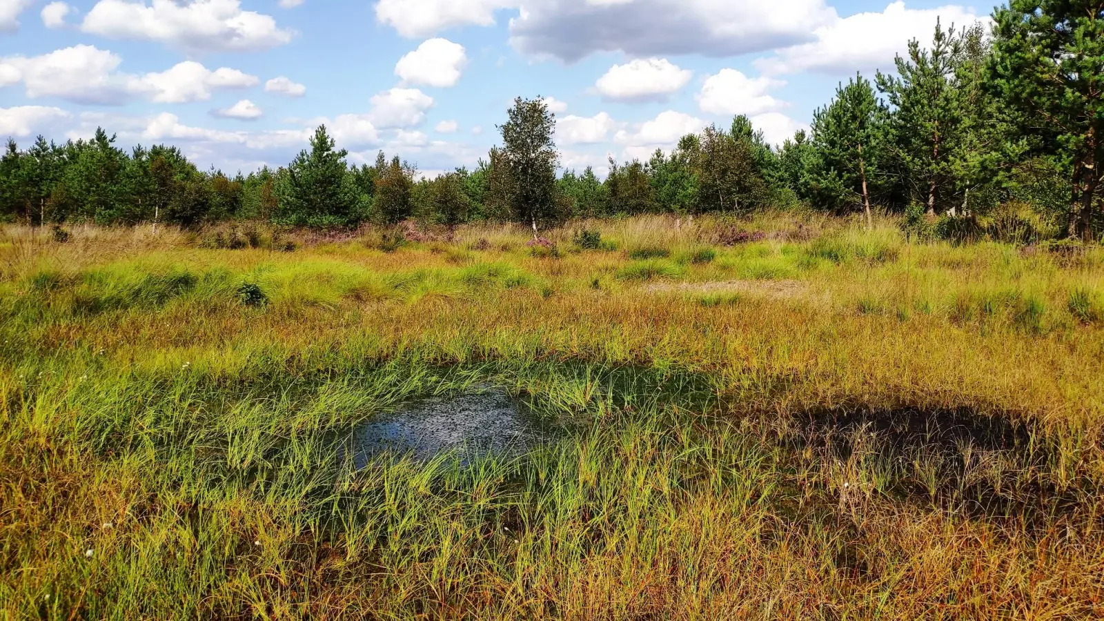 Wieder im Angebot: Moorwanderungen.  (Foto: Jörg Schneider)