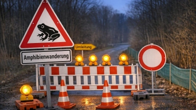 Sorgt für Verkehrseinschränkungen: Die jährliche Krötenwanderung. (Foto: KI generiertes Bild)