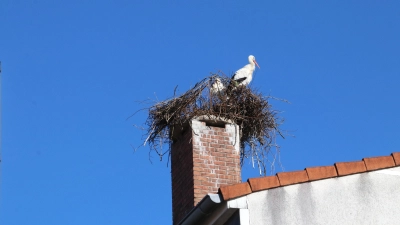 Mit großer Ausdauer haben die Mittelpunktstörche in Bokeloh trotz eines Abweisers ein Nest gebaut.  (Foto: gi)