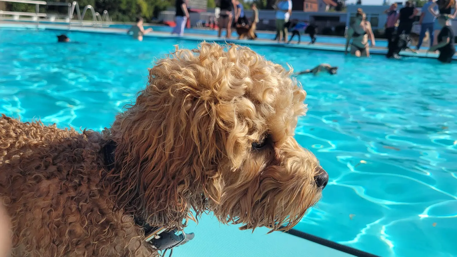 Neugieriger Blick: Timba schaut sich das Treiben nach einer ersten Schwimmrunde vom Beckenrand aus an. (Foto: tau)