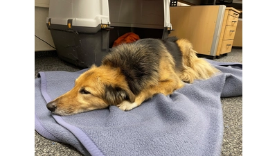 Fundhund in der Helpser Straße in Enzen (Foto: Privat)