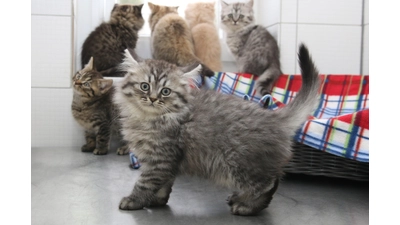 Die Tierauffangstation sucht ein neues Zuhause für sichergestellte Katzen und Meerschweinchen.  (Foto: Borchers, Bastian)