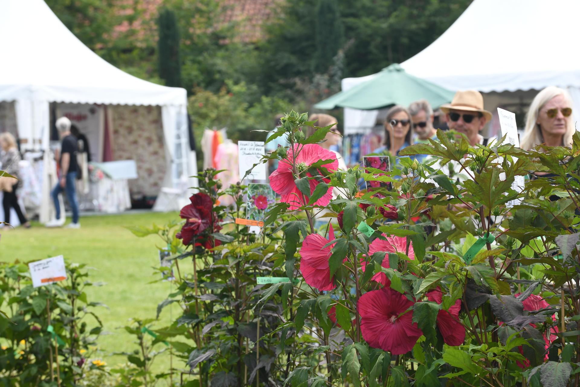 Drei Tage lang verwandelte sich das Rittergut Remeringhausen in ein Paradies für Garten- und Kunstliebhaber: Das beliebte Fest „Romantic Garden“ feierte seinen 25. Geburtstag. Bei strahlendem Sommerwetter strömten zahlreiche Besucherinnen und Besucher auf das idyllische Gutsgelände, um ein abwechslungsreiches Programm aus Ausstellungen, Musik und kulinarischen Angeboten zu genießen. Die gut gelaunten Gäste und das hervorragende Wetter sorgten für beste Stimmung, und auch die Aussteller zeigten sich rundum zufrieden. (Foto: nd)