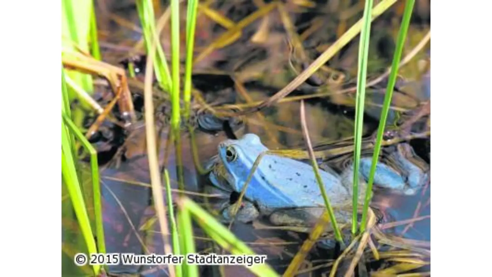 Blaue Frösche am Steinhuder Meer (Foto: jan)