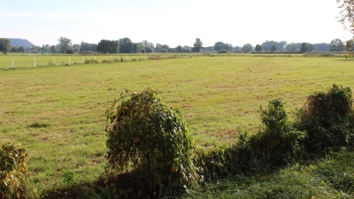 Futtergrundlage für Milchvieh: Grünland im September 2026. (Foto: wb)