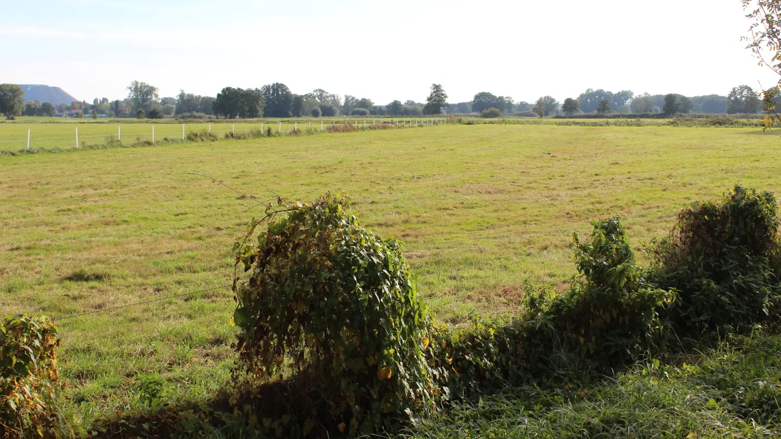 Futtergrundlage für Milchvieh: Grünland im September 2026. (Foto: wb)