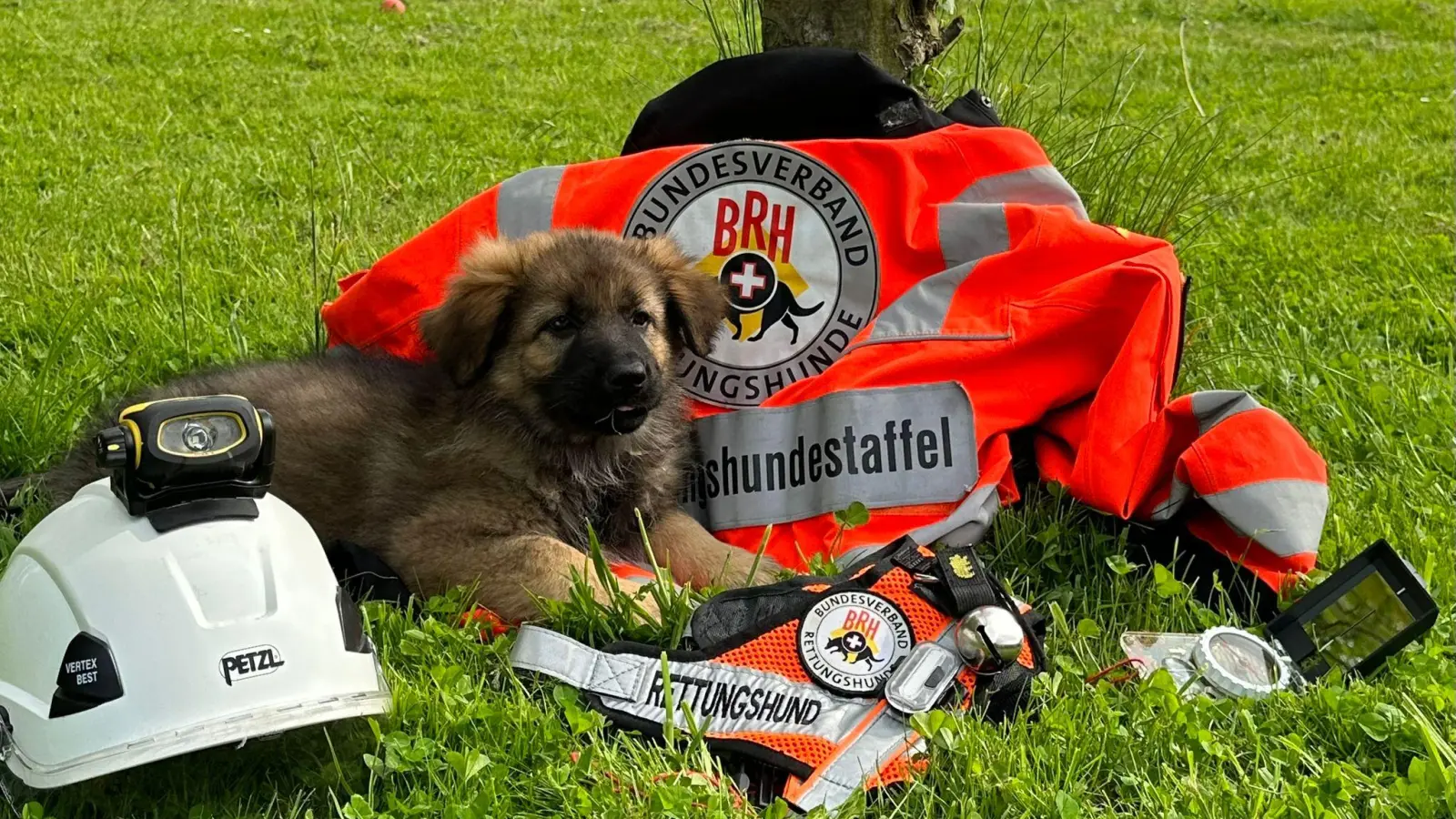 Suchen Verstärkung: Rettungshunde in der Region Hannover. (Foto: privat)
