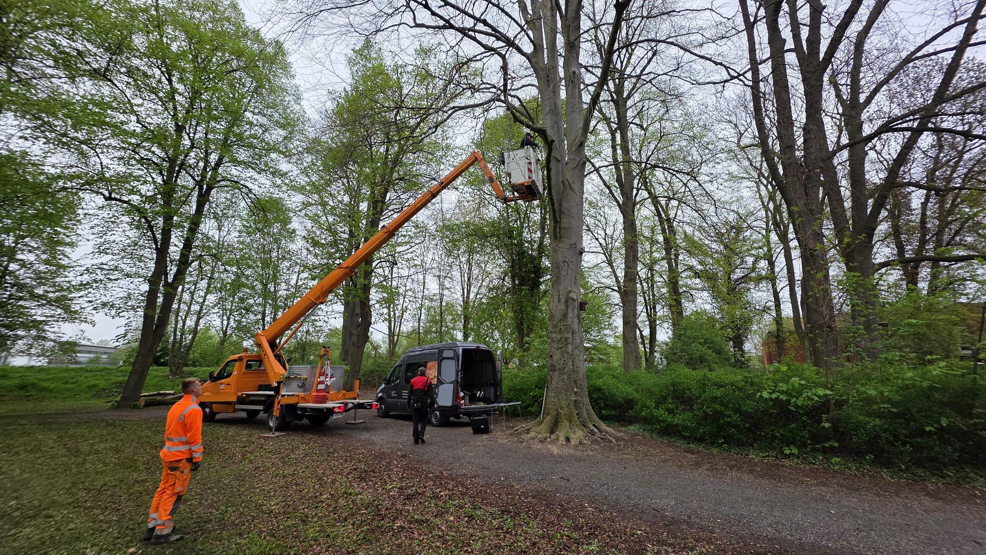 Beim Anbringen der Seile: Mitarbeiter des Baubetriebshofes. (Foto: tau)