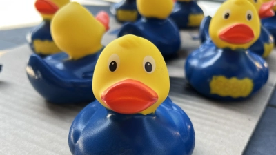 Die Stadt gibt an Neubürger 100 blaue Enten aus, die können an einem der beiden Entenrennen teilnehmen.  (Foto: privat)
