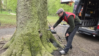 Bei einer Klopfprobe: Fachagrarwirt für Baumpflege &amp; Baumsanierung Roman-Siegfried Rathai. (Foto: tau)